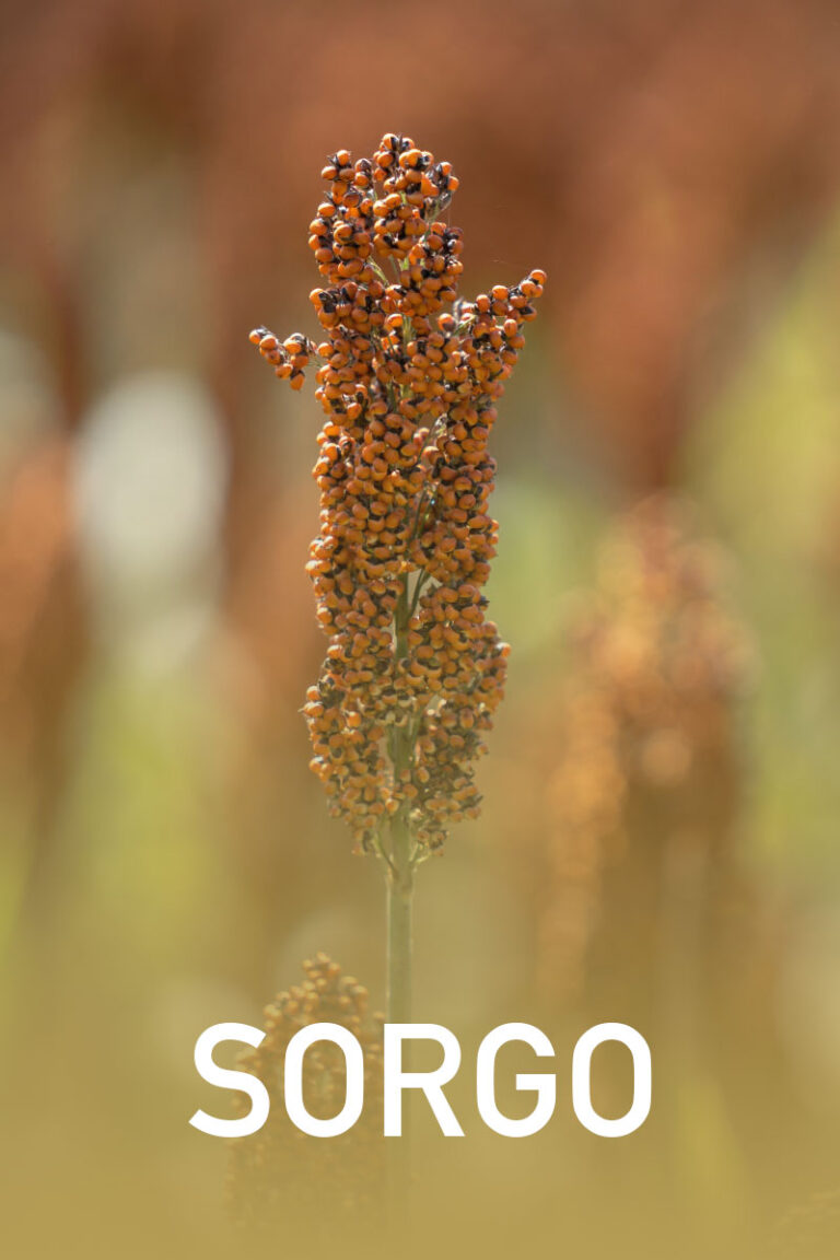 sorgo